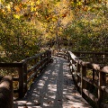 A wooden bridge surrounded by forest leads into Coal Mining Heritage Park.